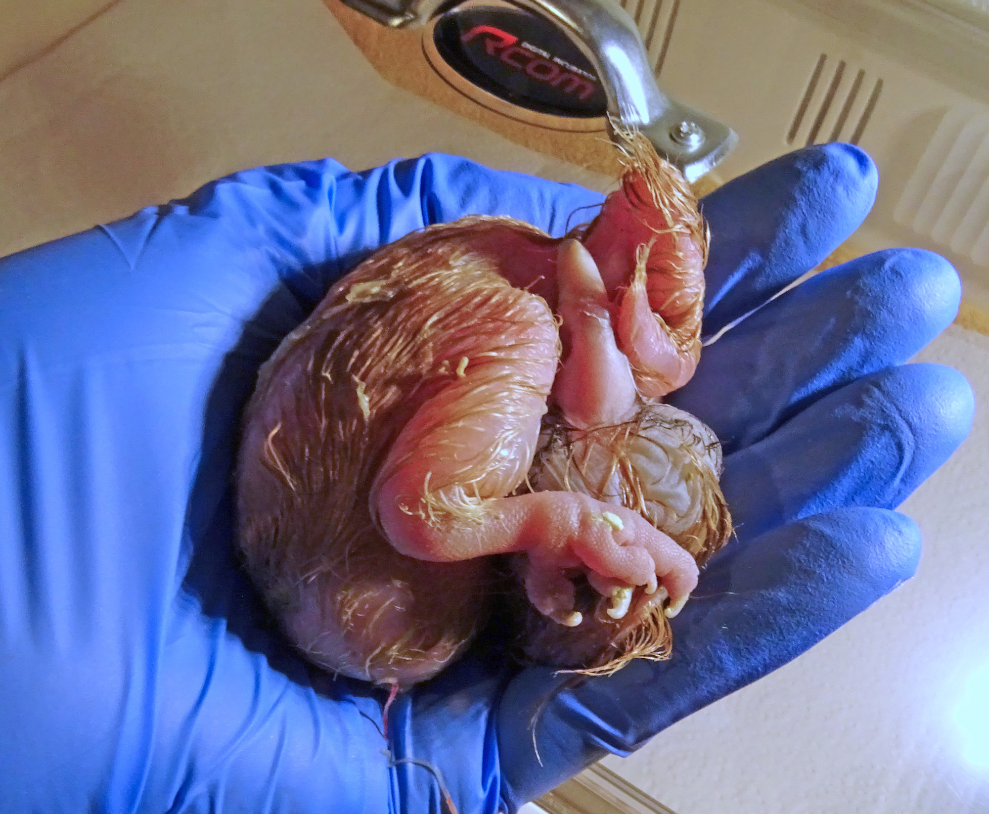 Un pulcino della coppia Patricia-Melchiorre appena nato.